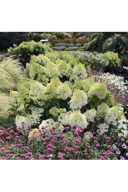 Гортензія волотиста Бобо 